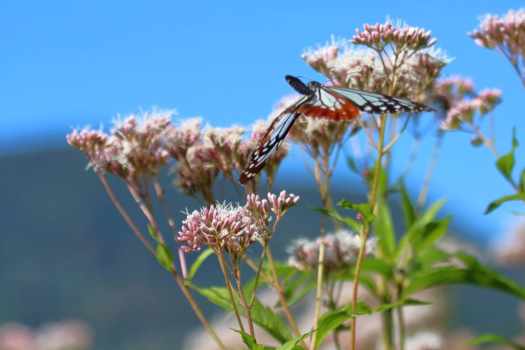 e0403850_18054225.jpg