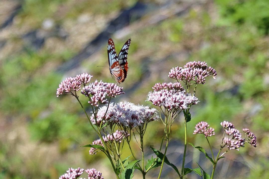 e0403850_18060388.jpg