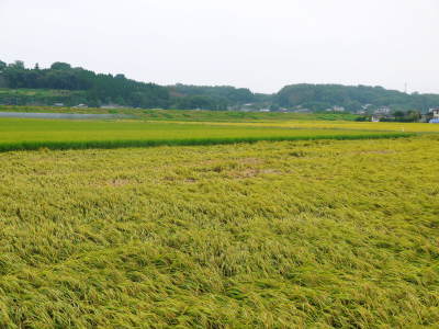 七城米 長尾農園 令和元年度の新米を先行予約受付中!! 美しすぎる田んぼの稲刈り2019(前編)_a0254656_17245560.jpg