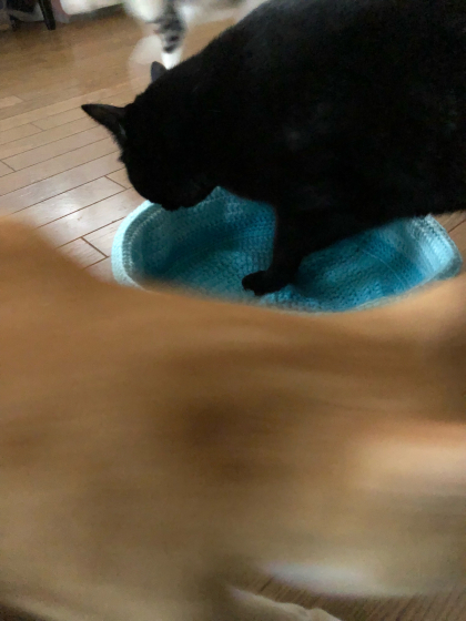 猫ベッド編みました_e0355177_16003421.jpg