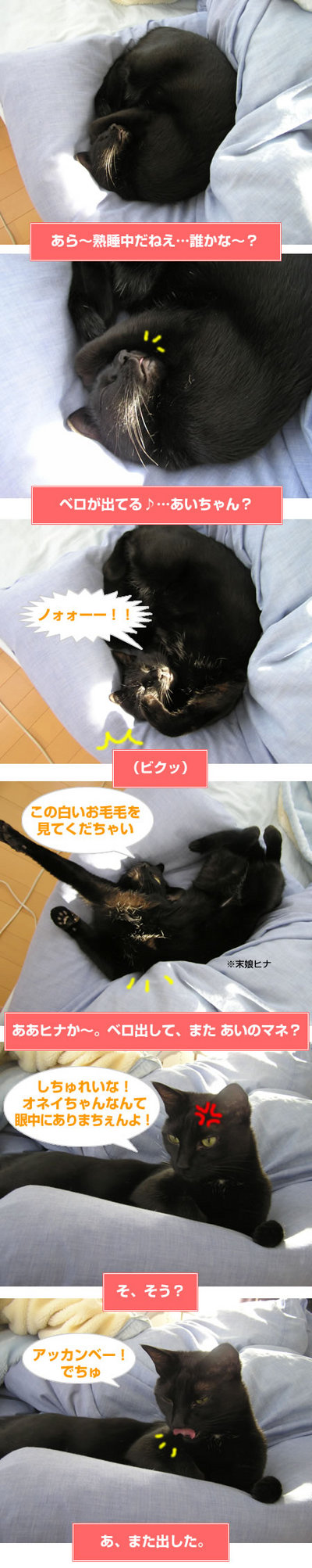 緩和 猫 末期 ケア 不全 腎