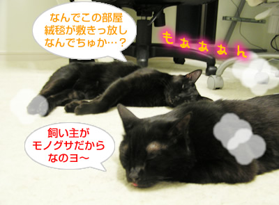 ぬくぬく日和…なのヨ~?_a0389088_17115467.jpg