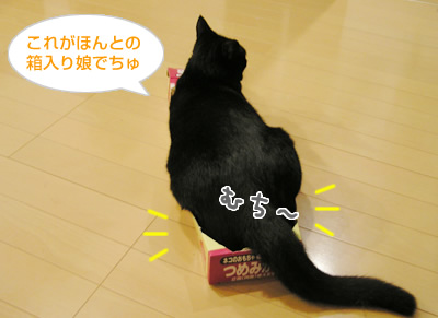 箱入り娘の憂うつでちゅ_a0389088_17115545.jpg