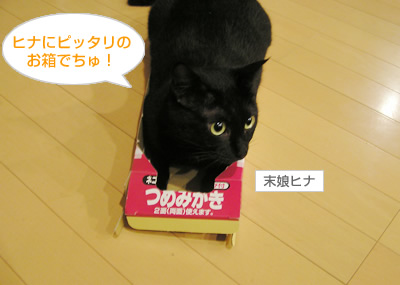 箱入り娘の憂うつでちゅ_a0389088_17115588.jpg