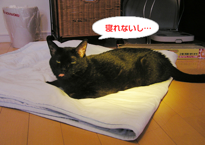 お日様のチカラで免疫アップなのヨ~?_a0389088_17115902.jpg