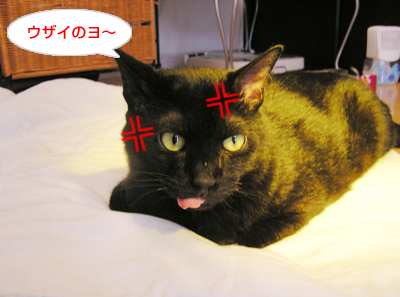 お日様のチカラで免疫アップなのヨ~?_a0389088_17115999.jpg