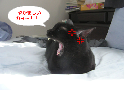 永遠…それは儚い夢なのヨ~_a0389088_17120001.jpg