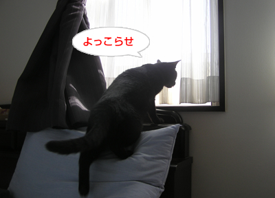 永遠…それは儚い夢なのヨ~_a0389088_17120015.jpg
