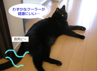 猫式☆暑い夏を切り抜けるマル秘テクニックなのヨ~_a0389088_17120113.jpg