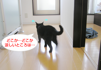 猫式☆暑い夏を切り抜けるマル秘テクニックなのヨ~_a0389088_17120114.jpg