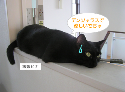 猫式☆暑い夏を切り抜けるマル秘テクニックなのヨ~_a0389088_17120137.jpg