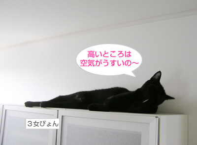 猫式☆暑い夏を切り抜けるマル秘テクニックなのヨ~_a0389088_17120145.jpg