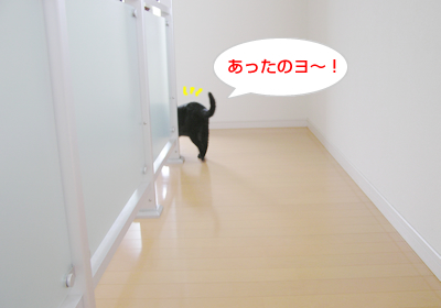 猫式☆暑い夏を切り抜けるマル秘テクニックなのヨ~_a0389088_17120169.jpg
