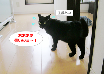 猫式☆暑い夏を切り抜けるマル秘テクニックなのヨ~_a0389088_17120187.jpg