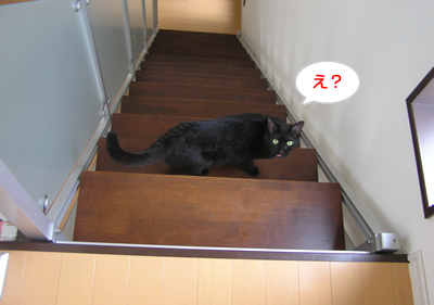 猫式☆暑い夏を切り抜けるマル秘テクニックなのヨ~_a0389088_17120198.jpg