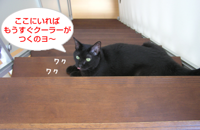 猫式☆暑い夏を切り抜けるマル秘テクニックなのヨ~_a0389088_17120233.jpg