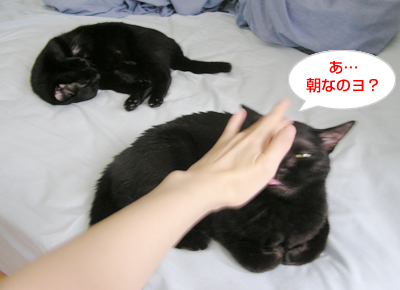 真夜中の散歩_a0389088_17120572.jpg