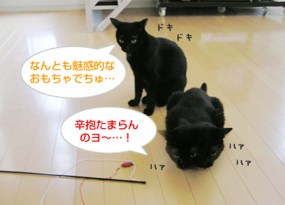 ごはん と おもちゃと…そして愛情_a0389088_17120647.jpg