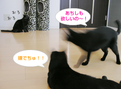 ごはん と おもちゃと…そして愛情_a0389088_17120671.jpg