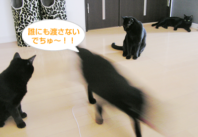 ごはん と おもちゃと…そして愛情_a0389088_17120681.jpg