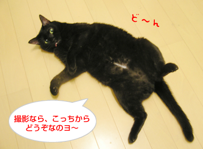 照れ屋一家_a0389088_17121682.jpg