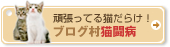 【番外編】子猫をいじめてしまうナツについて、アドバイスをください(>_<)_a0389088_17123178.jpg