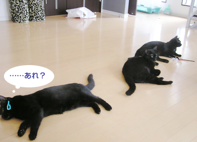 グルメな猫?の処方食♪_a0389088_17123368.jpg