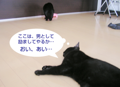 グルメな猫?の処方食♪_a0389088_17123383.jpg