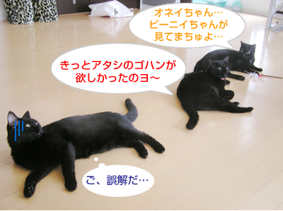 グルメな猫?の処方食♪_a0389088_17123392.jpg