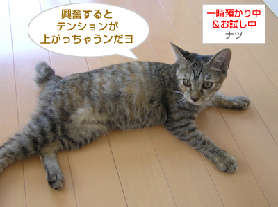 【番外編】子猫をいじめてしまうナツについて、アドバイスをください(>_<)_a0389088_17124504.jpg