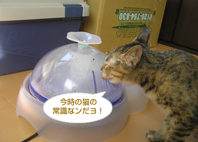 「出戻り子猫、大喜び♪」おいしい!?サプリメントレポート(その2)_a0389088_17125028.jpg