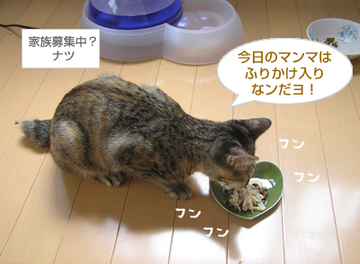 「出戻り子猫、大喜び♪」おいしい!?サプリメントレポート(その2)_a0389088_17125031.jpg