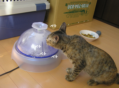 「出戻り子猫、大喜び♪」おいしい!?サプリメントレポート(その2)_a0389088_17125052.jpg