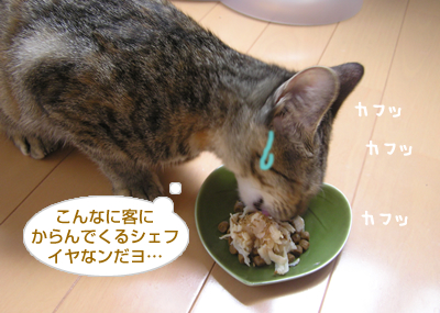「出戻り子猫、大喜び♪」おいしい!?サプリメントレポート(その2)_a0389088_17125063.jpg