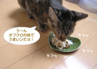 「出戻り子猫、大喜び♪」おいしい!?サプリメントレポート(その2)_a0389088_17125079.jpg