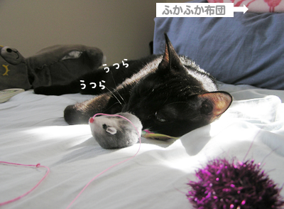 過酷な野良生活…_a0389088_17125141.jpg