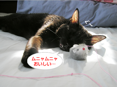 過酷な野良生活…_a0389088_17125243.jpg