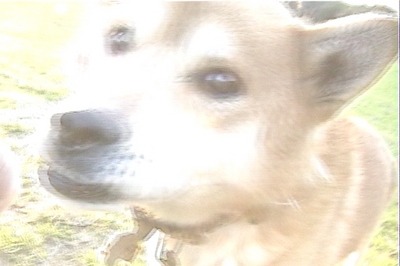 虹の橋へ…ずっと愛してる【番外編】※追記しました_a0389088_17130023.jpg
