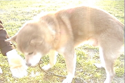 虹の橋へ…ずっと愛してる【番外編】※追記しました_a0389088_17130176.jpg