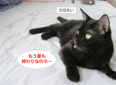 ベロ出しニャンコの傷跡…_a0389088_17130199.jpg