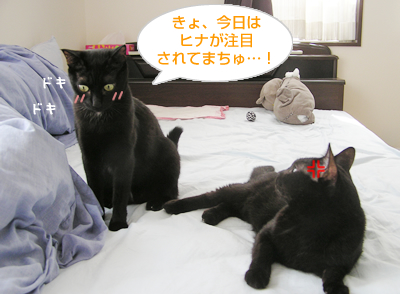 ベロ出しニャンコの傷跡…_a0389088_17130217.jpg