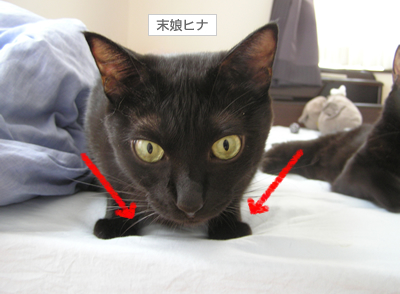 ベロ出しニャンコの傷跡…_a0389088_17130230.jpg