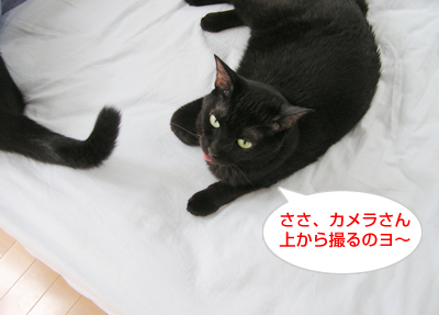 ベロ出しニャンコの傷跡…_a0389088_17130249.jpg
