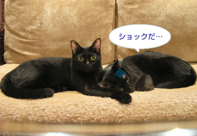 顔デカ王の憂い…_a0389088_17130262.jpg