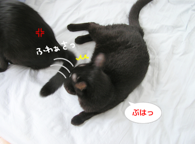 ベロ出しニャンコの傷跡…_a0389088_17130288.jpg