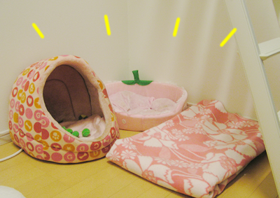 仲良し姉妹はぬっくぬく♪_a0389088_17130325.jpg