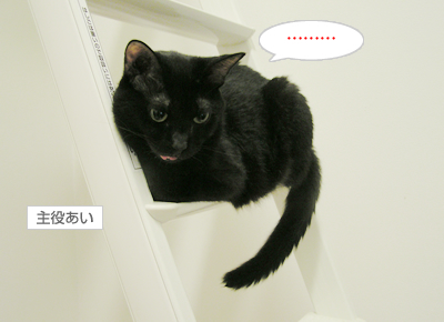 仲良し姉妹はぬっくぬく♪_a0389088_17130343.jpg