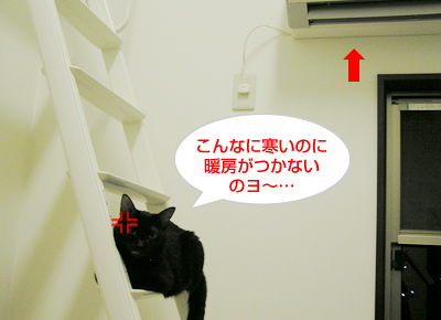 仲良し姉妹はぬっくぬく♪_a0389088_17130350.jpg