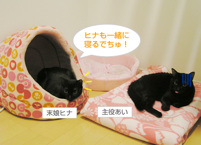 仲良し姉妹はぬっくぬく♪_a0389088_17130416.jpg
