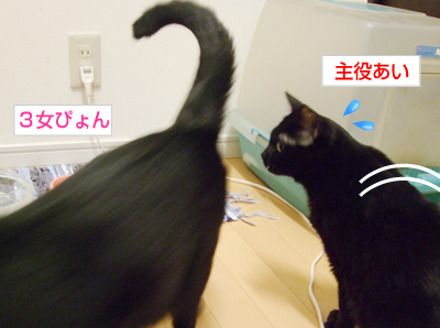 美ニャンウェイ_a0389088_17153100.jpg